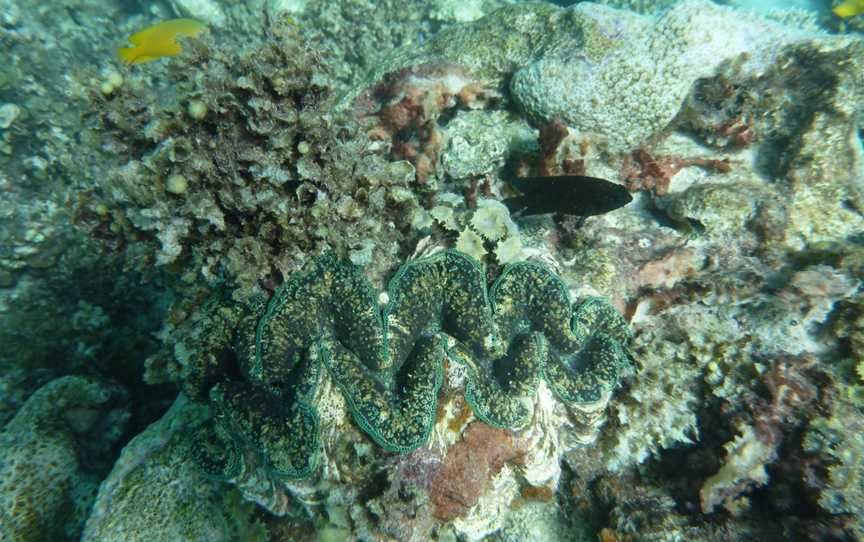 Giantclam2