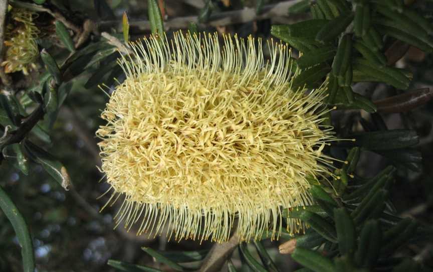 Banksiamarginata Freycinet