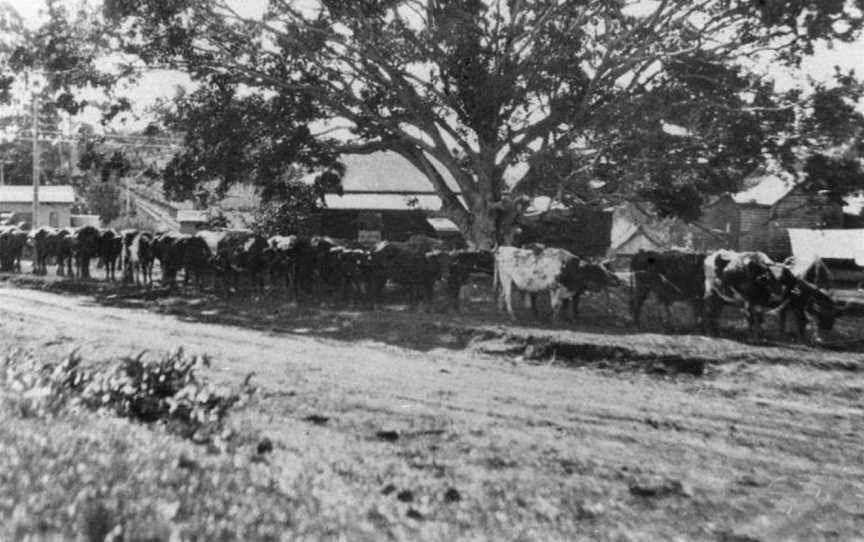 State Lib Qld2157701 Teamofbullockshaulingawagonoflogsin Ballinger Cresent CBuderim C1927