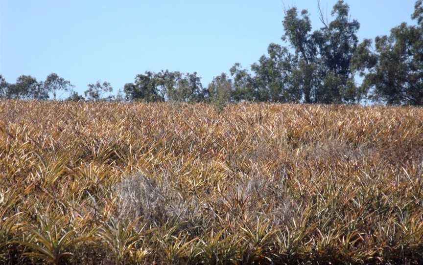 Pineapples Wamuran Queensland