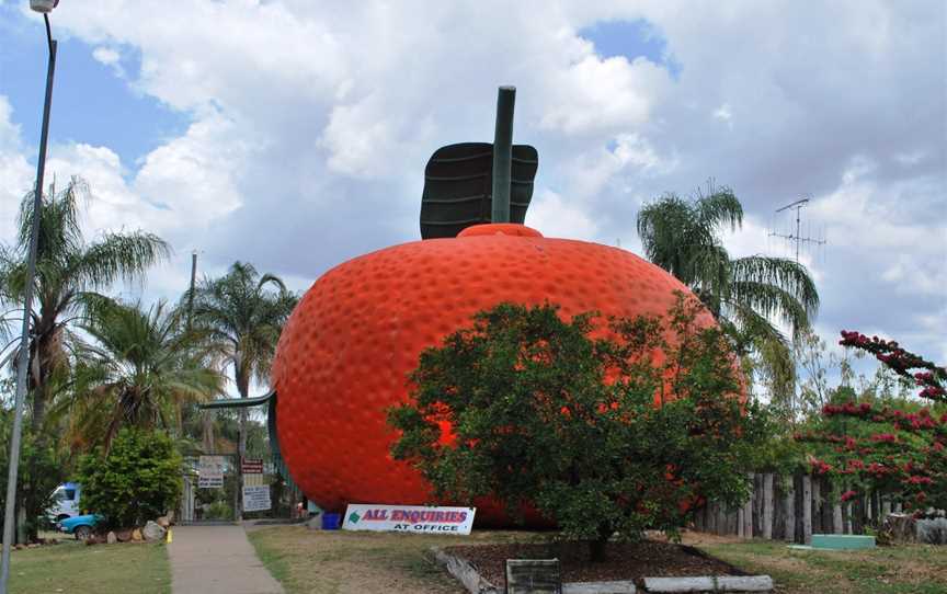 Mundubbera Big Mandarin