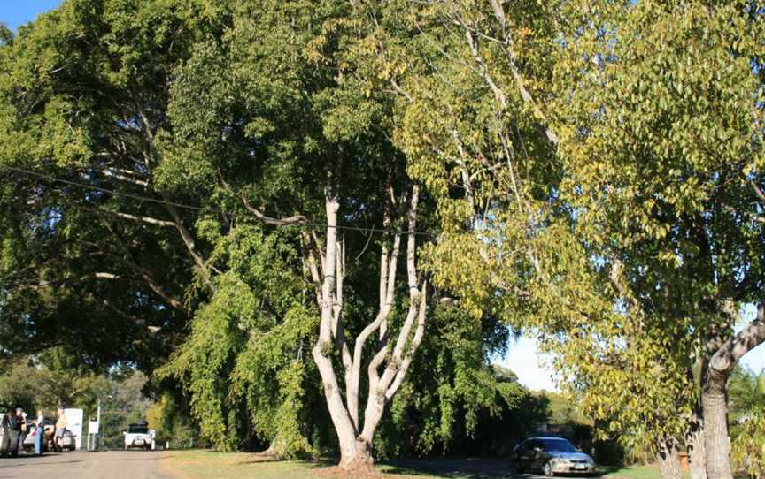 Anzac Avenue Memorial Trees (2007).jpg