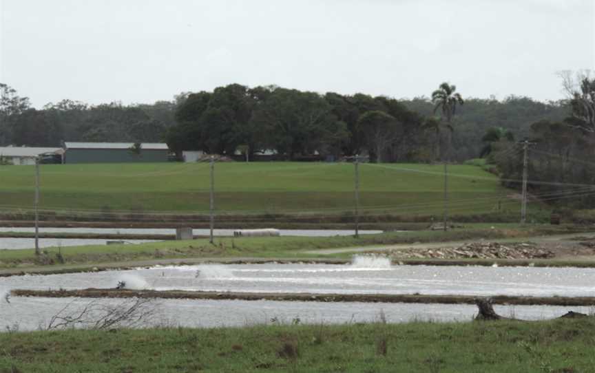 Prawnfarming CAlberton C2014