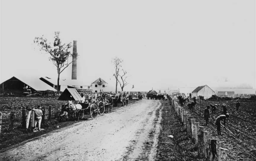 State Lib Qld1170743 Roadthrough Te Kowai Sugar Mill CMackay CQueensland Cca.1880