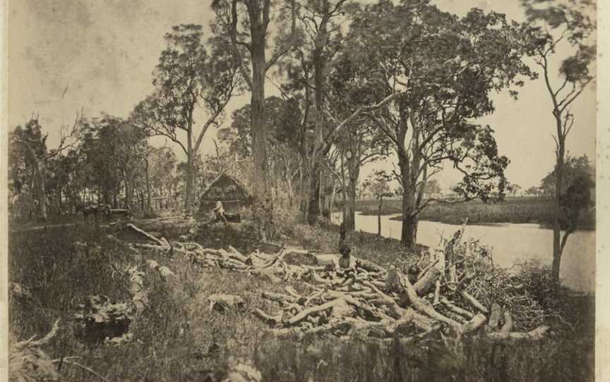 State Lib Qld1235310 Clearingthesiteforthe Victoria Plantationat Palm Creek Cnear Ingham Cca.1881