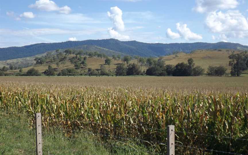 Corn crop at Running Creek, Queensland.jpg