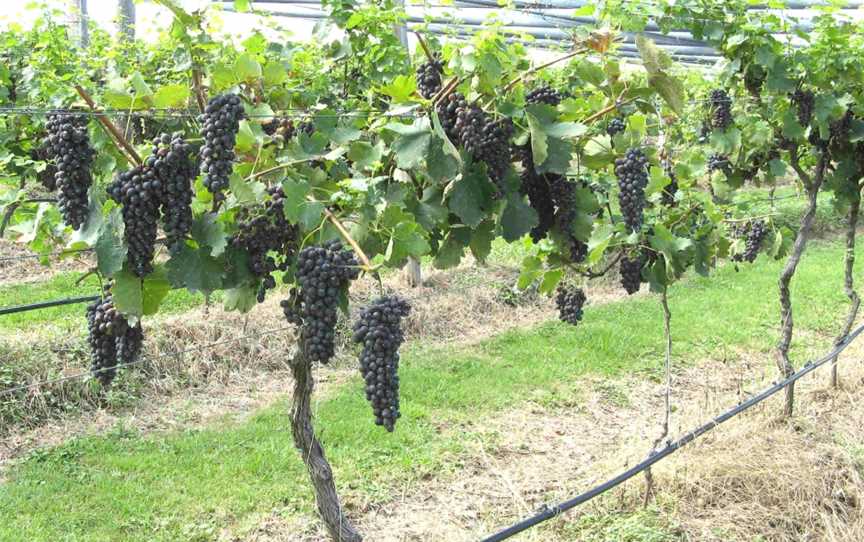 Grapesgrowing CBunjurgen Estate Vineyardand Winery C2009