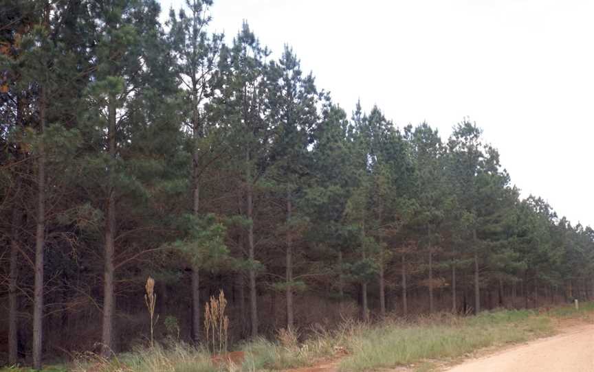 Pechey State Forest.jpg