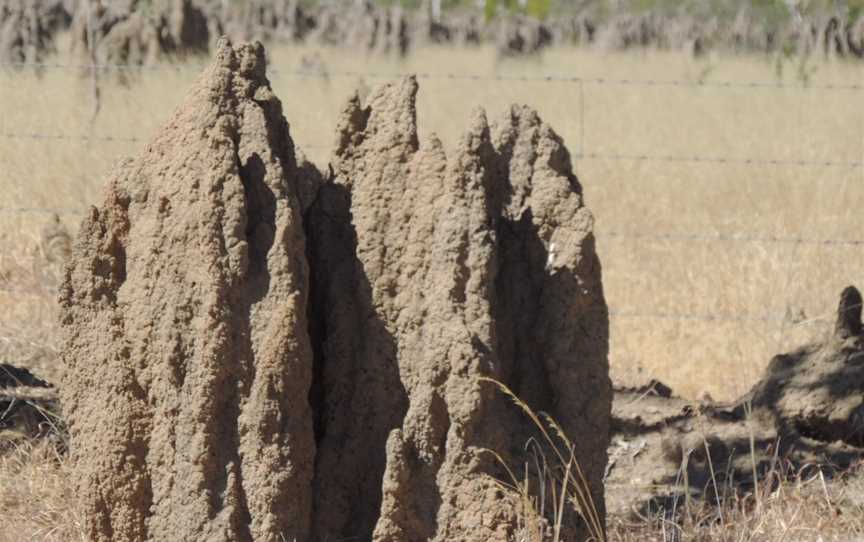 Termitemoundsalongthe Burke Developmental Road CStokes CQueensland CJune201901