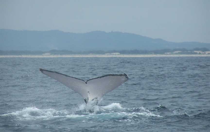 Humpback whale fluke (4).jpg