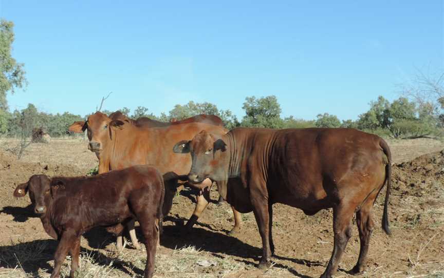 Cattle CTaldora CQueensland CJune2019