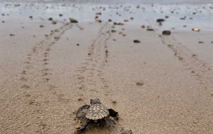 Turtle Conservation Park CMon Repos CQueensland C2020 C01