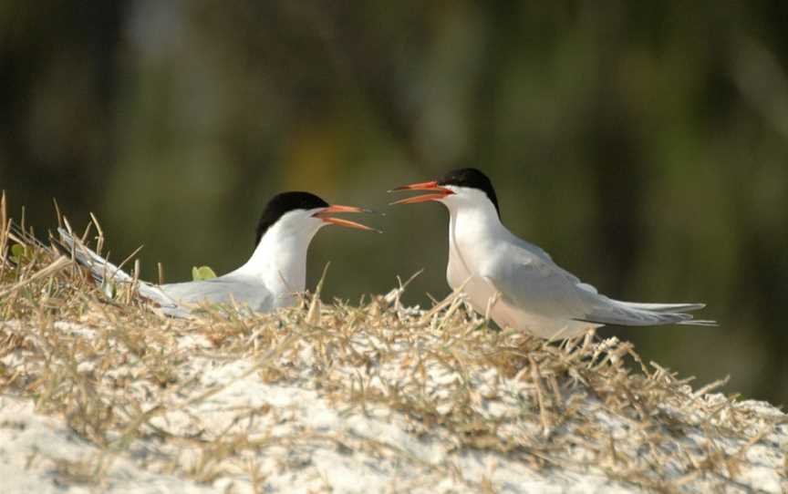 Roseate Tern LEI06.JPG