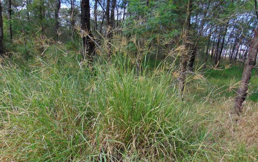 Chloris gayana, NSW 3.jpg