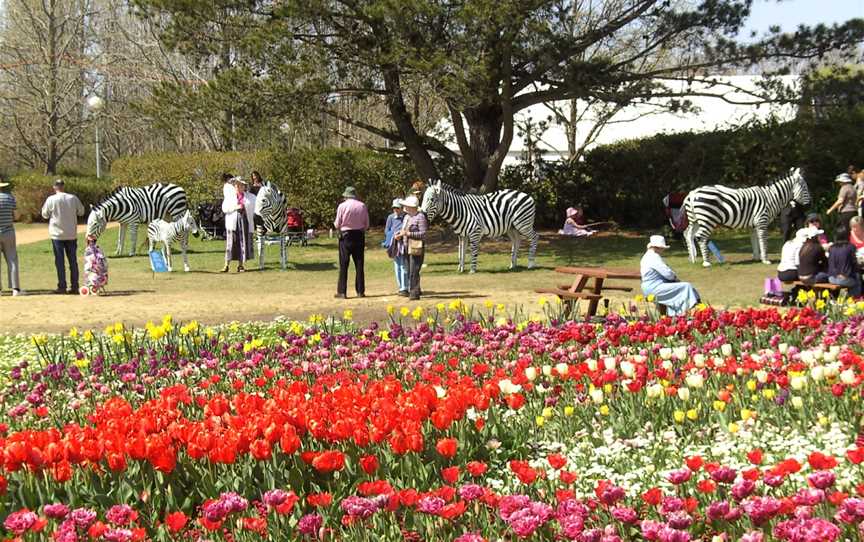 Canberra Zebraherd