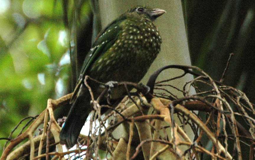 Green Catbirdmaialaapr06