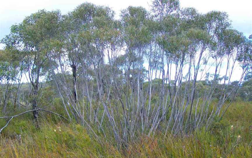 Eucalyptusstricta Woodford