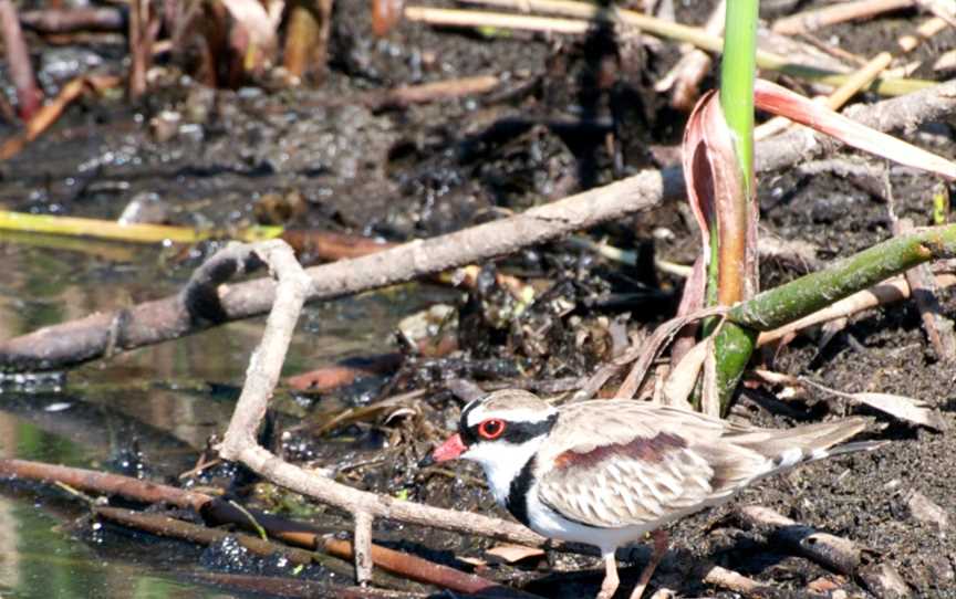 Black-fronted Dotterel.jpg