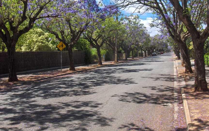 Churchill Avenue, Clarence Park.JPG