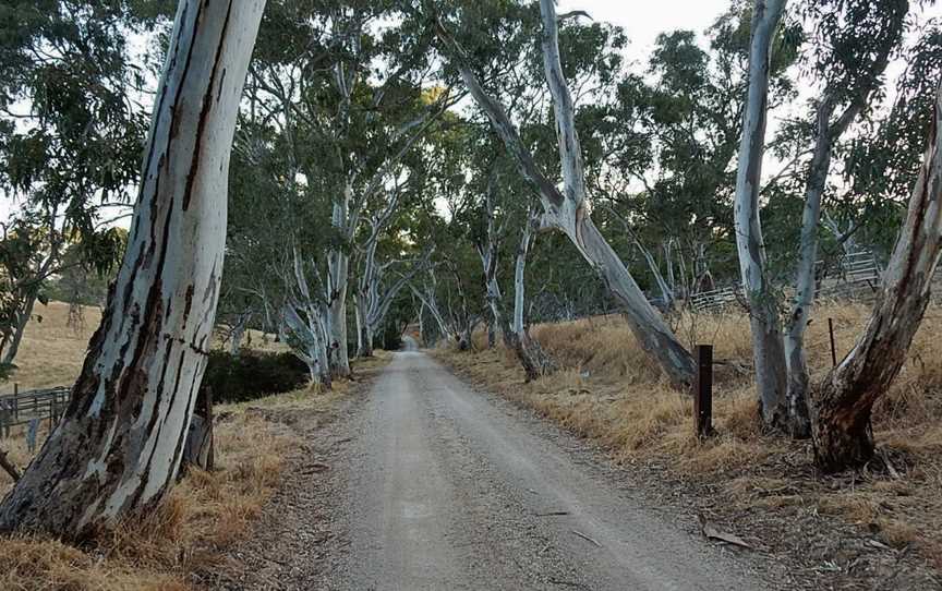 Gum Lined Dirt Road, Dawesley.jpg