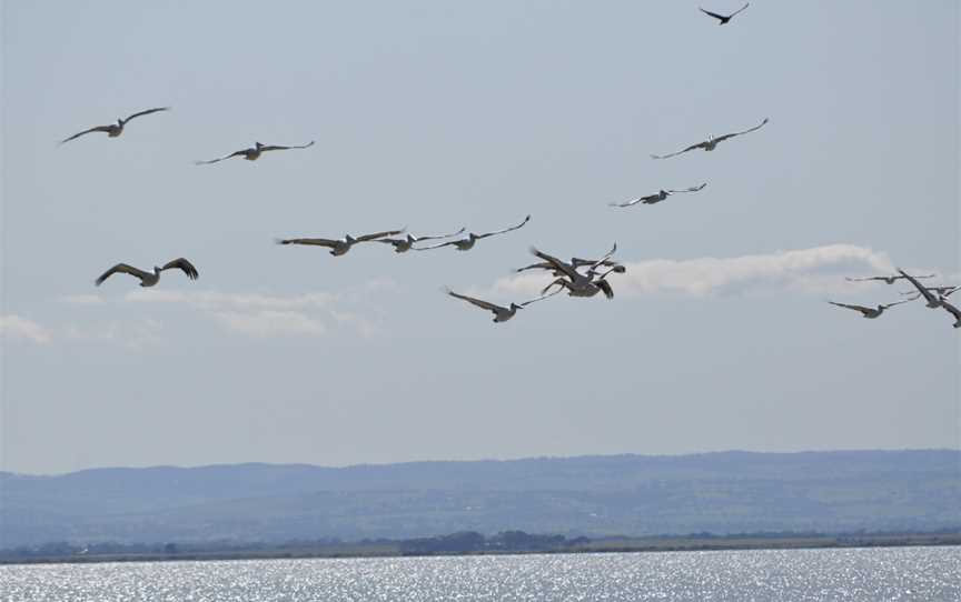 Pelicans.