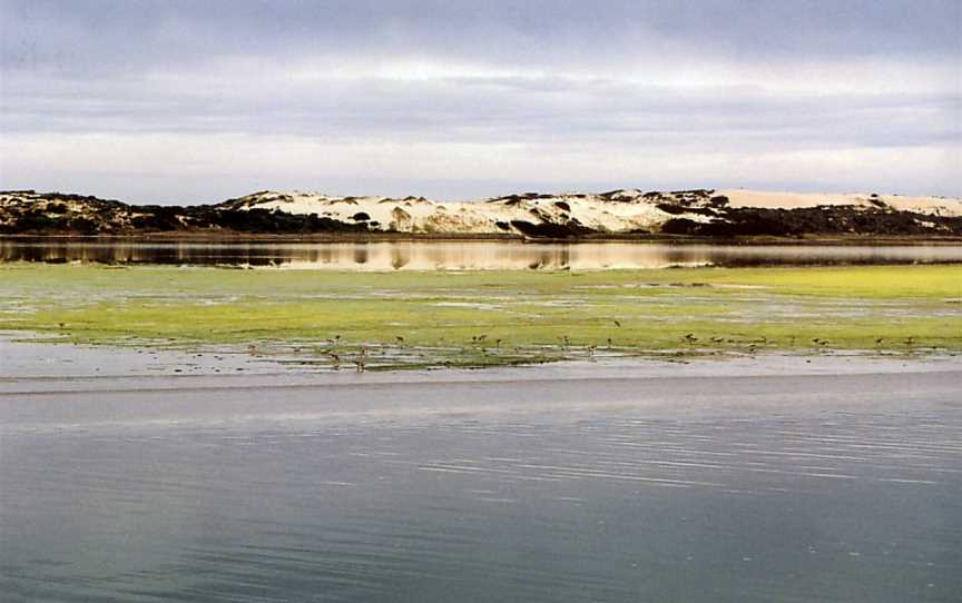 CSIRO ScienceImage 3803 Sand dunes in the Coorong South Australia provide habitat for many key species.jpg