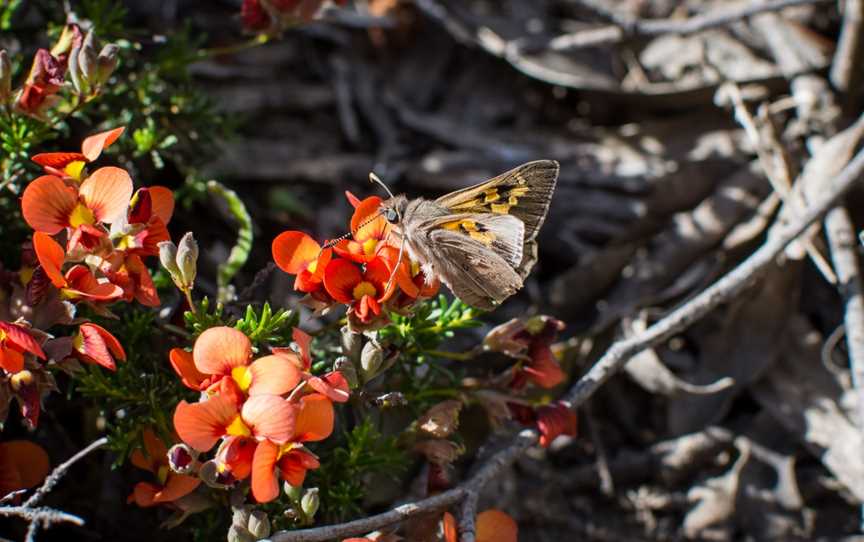 Unknownbutterflyonthe Horsnell Gulleywalk