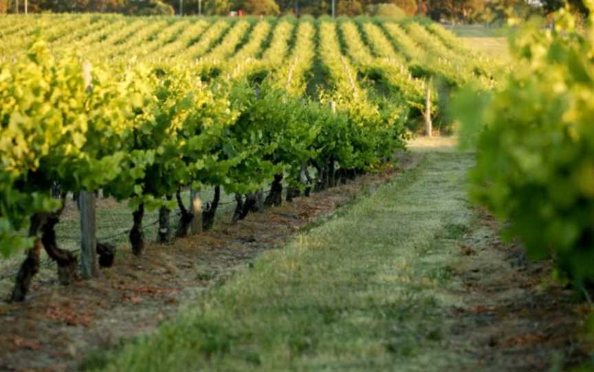 Vines in the Swan Valley