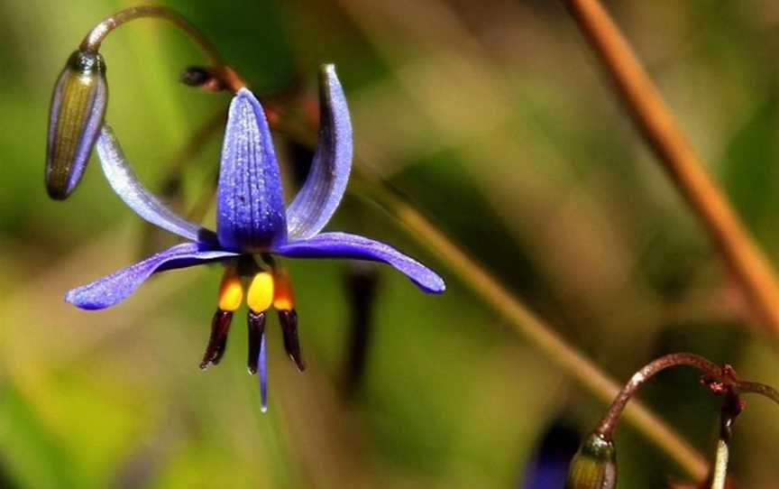 Aboriginal Bush Food and Medicine Garden, Events in Kalgoorlie-Boulder