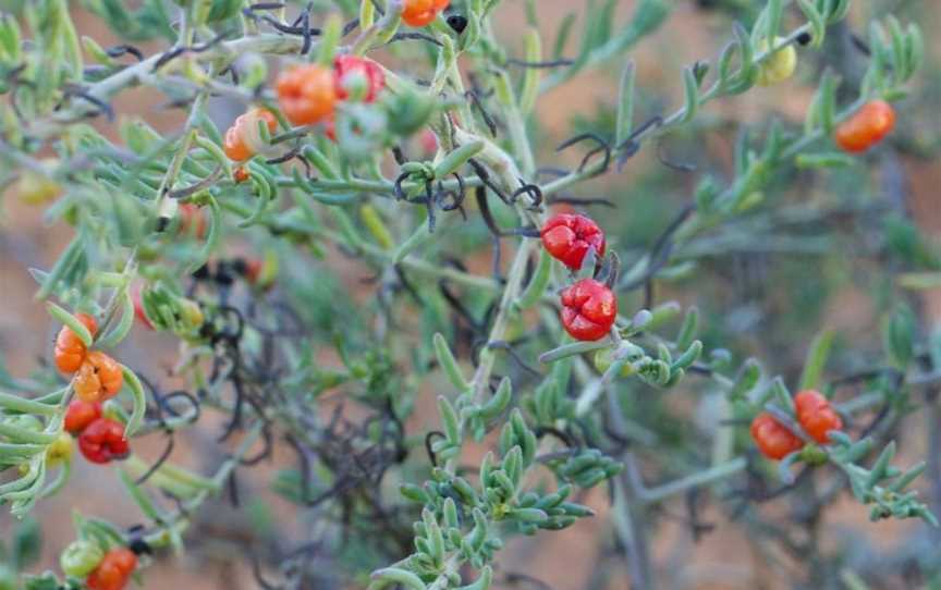 Aboriginal Bush Food and Medicine Garden, Events in Kalgoorlie-Boulder