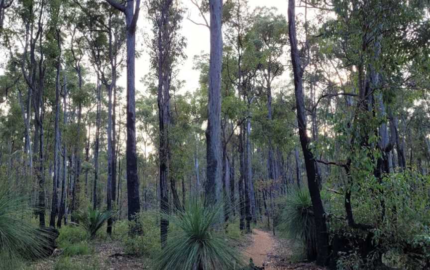 Discover Forest Bathing, Events in Dwellingup