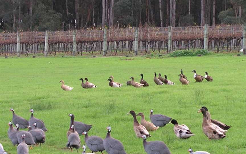 Flinders Bay Wine