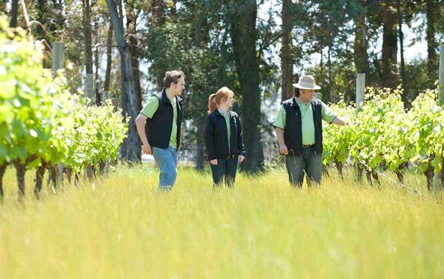 Night Harvest Vineyard, Wineries in North Jindong