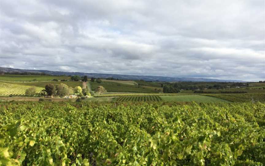 Aphelion Wine Cellar Door McLaren Vale, Wineries in Willunga