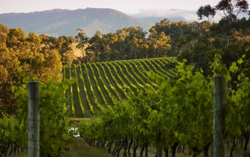 Innocent Bystander, Wineries in Healesville