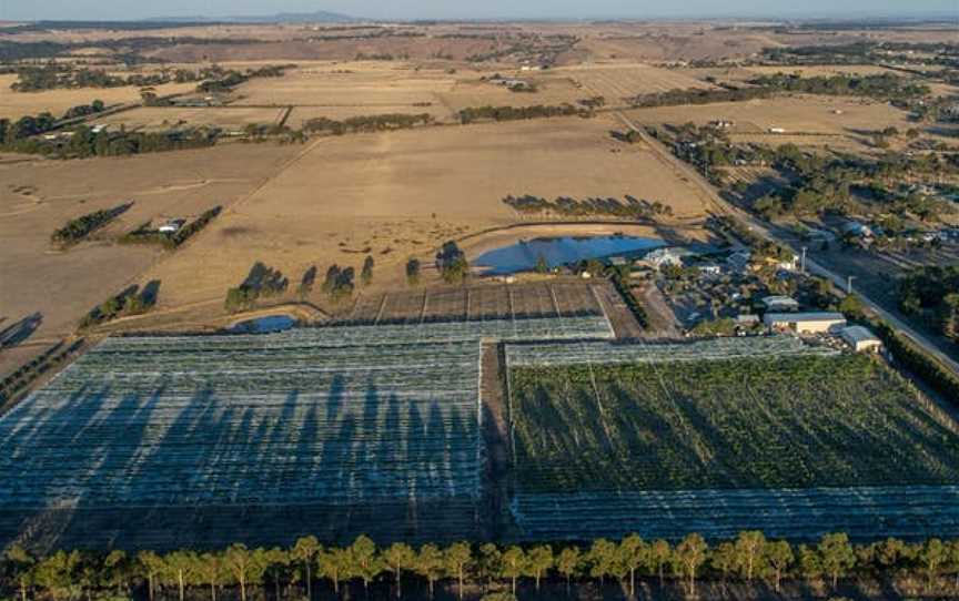 Lethbridge Wines, Lethbridge, Victoria