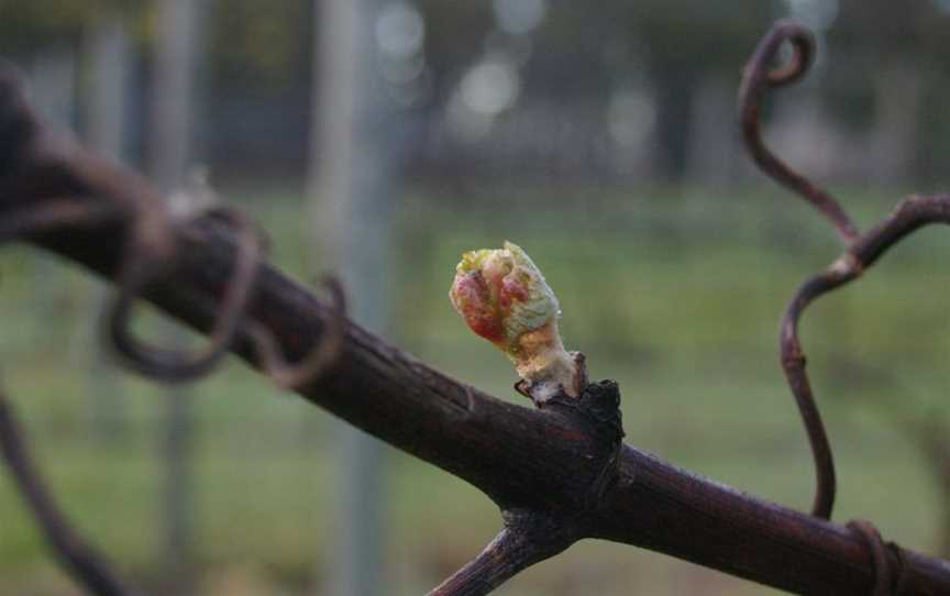 Marcus Hill Vineyard, Marcus Hill, Victoria