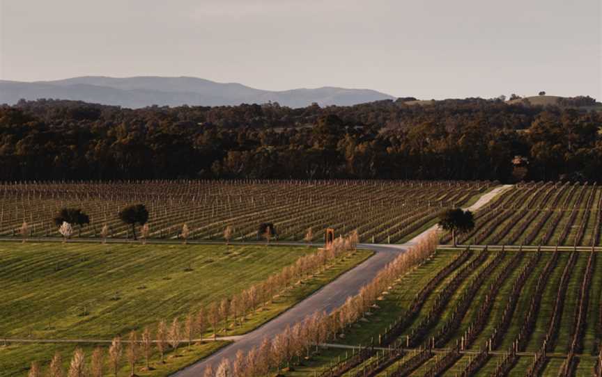 Mitchelton, Wineries in Mitchellstown