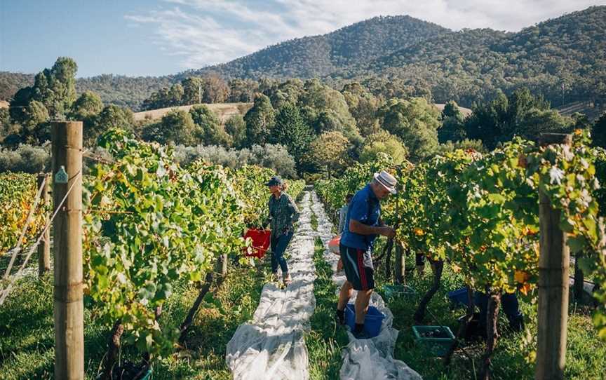 Mount Terrible, Jamieson, Victoria