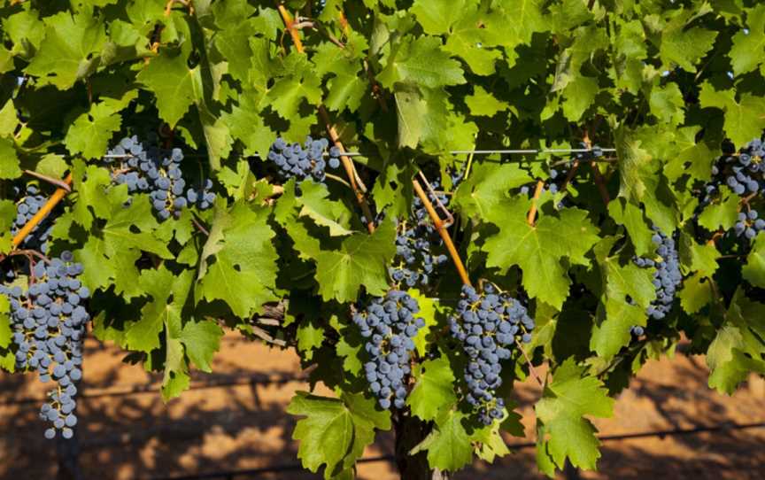 Pondalowie Vineyards, Bambra, Victoria