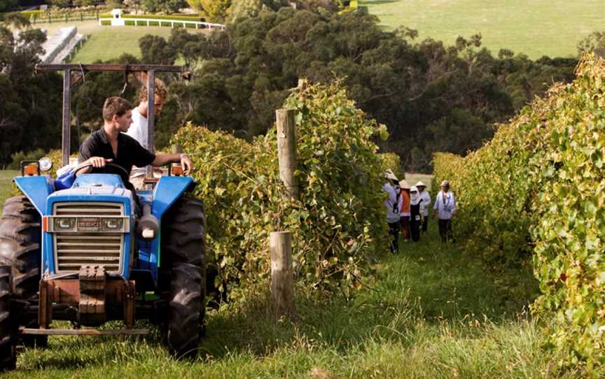 Quealy Winemakers, Balnarring, Victoria