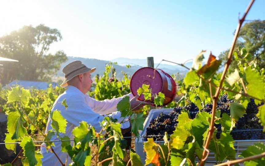 Red Feet Wines, King Valley, Victoria