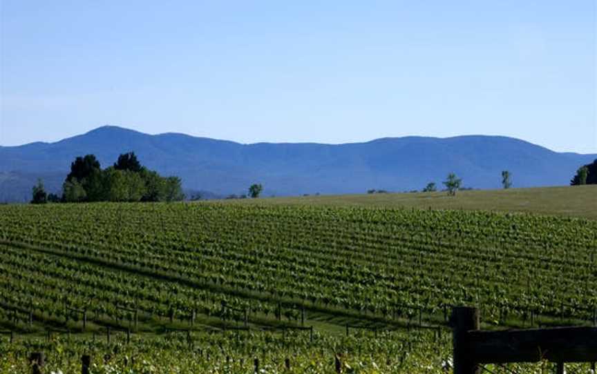 Squitchy Lane Vineyard, Wineries in Coldstream