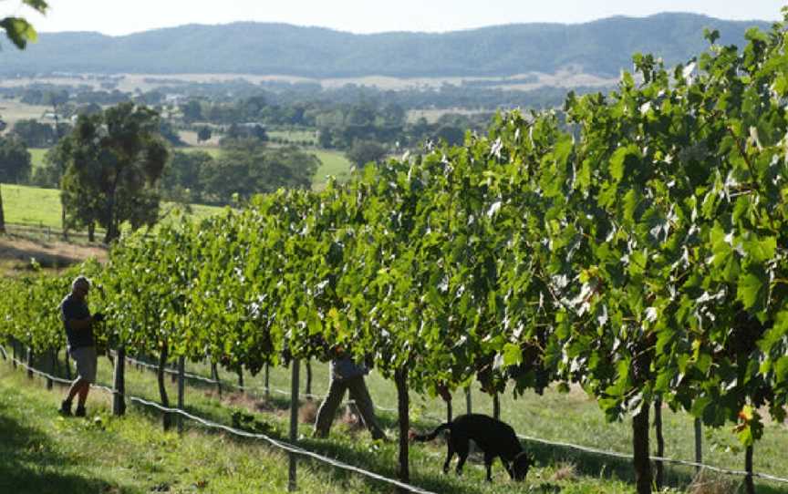 Star Lane Winery, Wooragee, Victoria