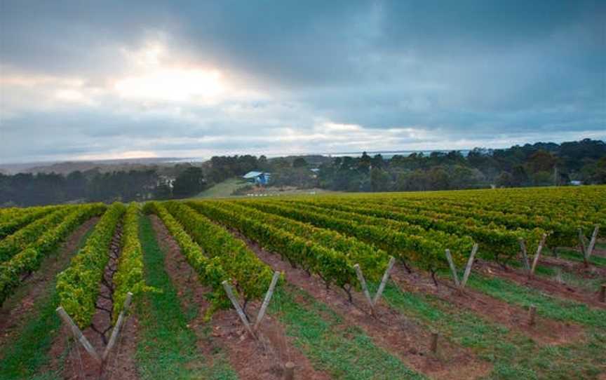 Stonier Wines, Merricks, Victoria