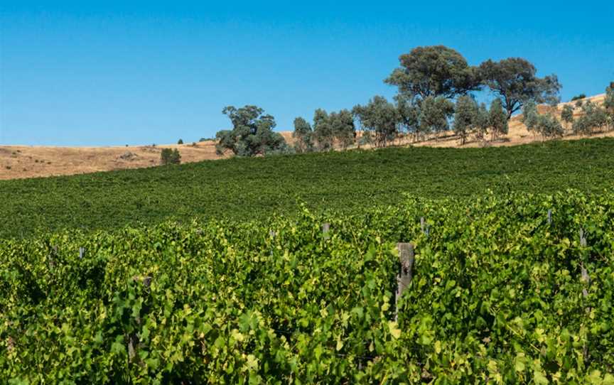 Vinea Marson, Wineries in Heathcote