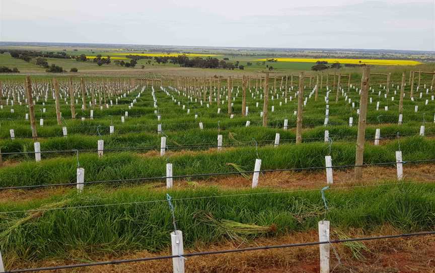 Whistling Eagle Vineyard, Colbinabbin, Victoria