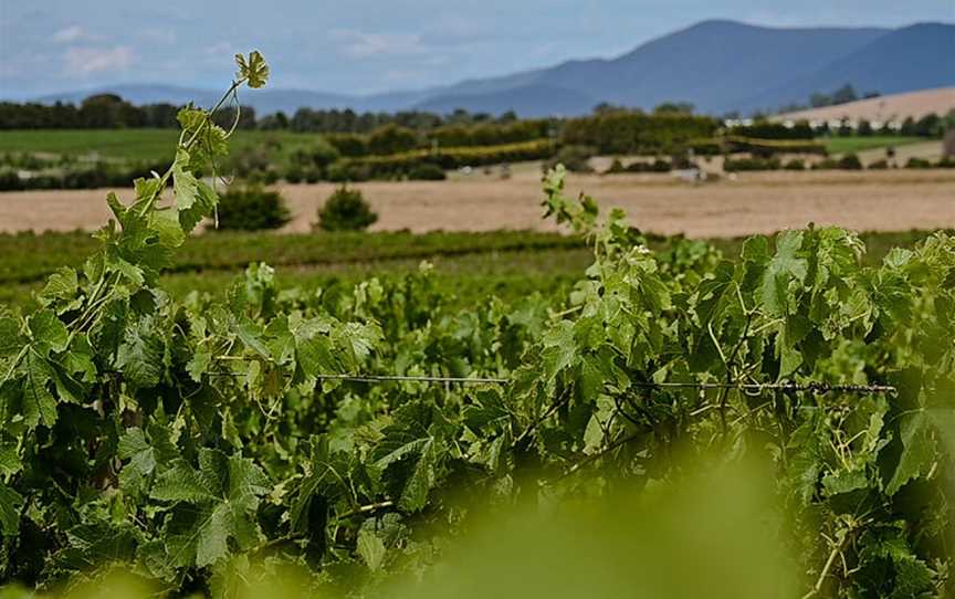 Yering Farm, Yering, Victoria