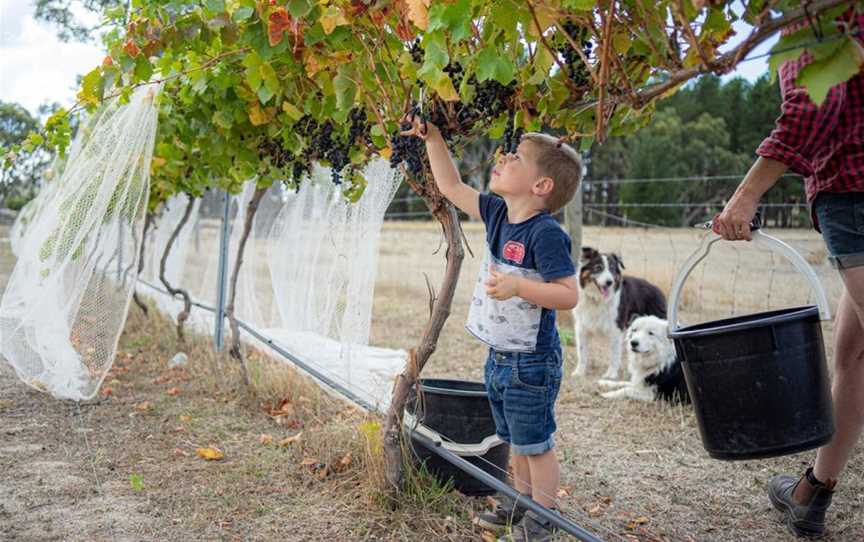 Fernfield Wines, Eden Valley, South Australia