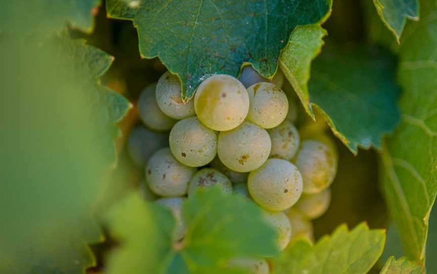 Gaelic Cemetery Vineyard, Stanley Flat, South Australia